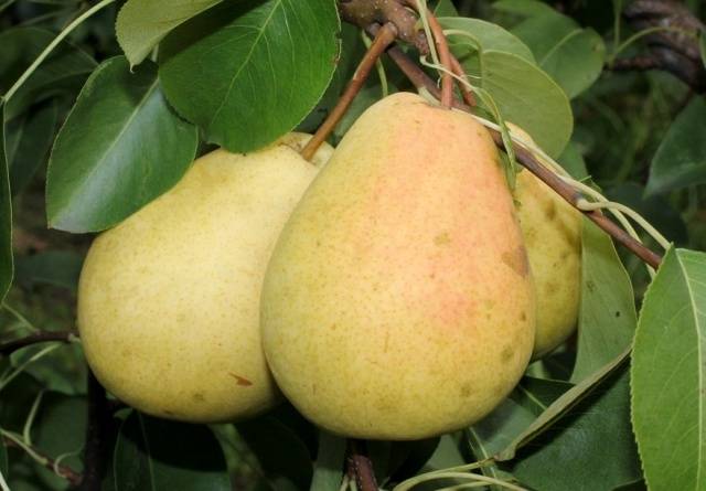 Pear Chizhovskaya: variety description, photos, reviews