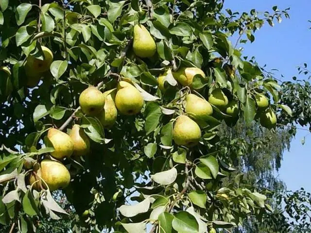 Pear Chizhovskaya: variety description, photos, reviews