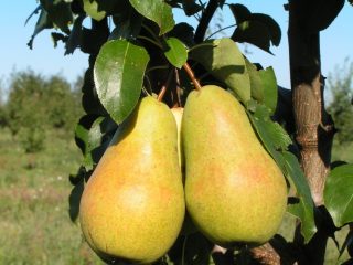 Pear Chizhovskaya: variety description, photos, reviews