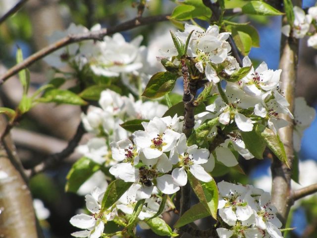 Pear Chudesnitsa: variety description, photos, reviews