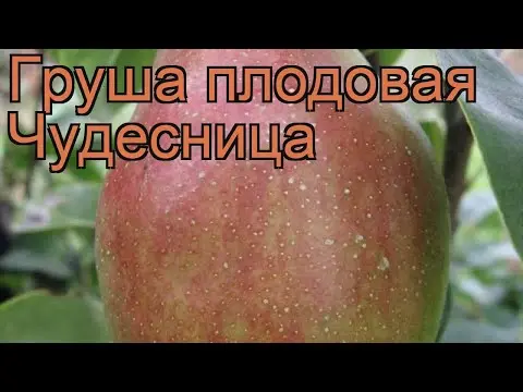 Pear Chudesnitsa: variety description, photos, reviews