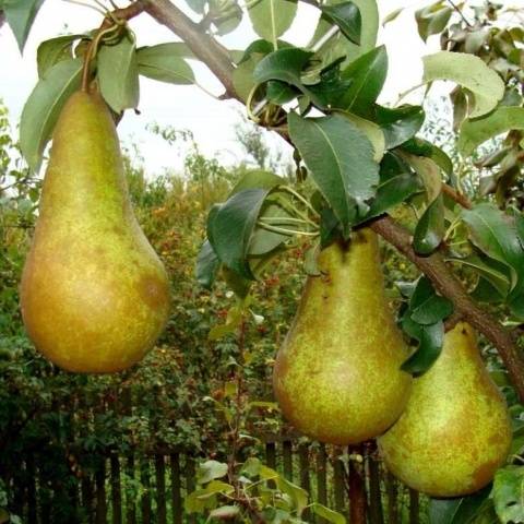 Pear Conference