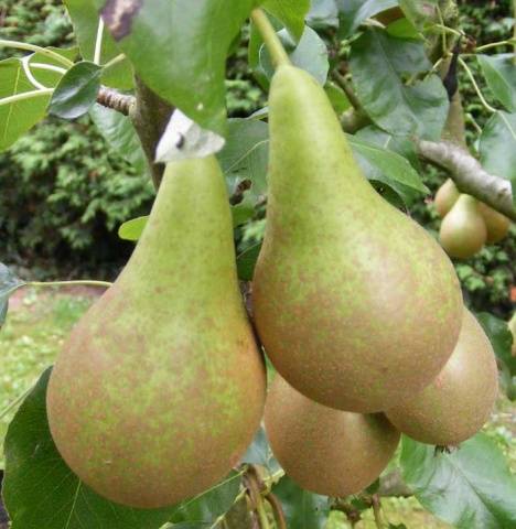 Pear Conference