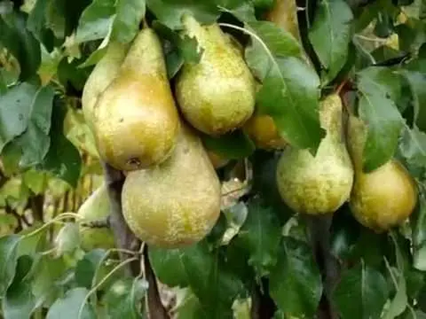 Pear Conference