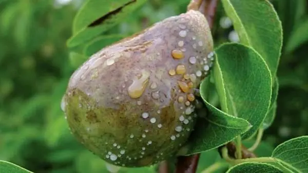 Pear Conference