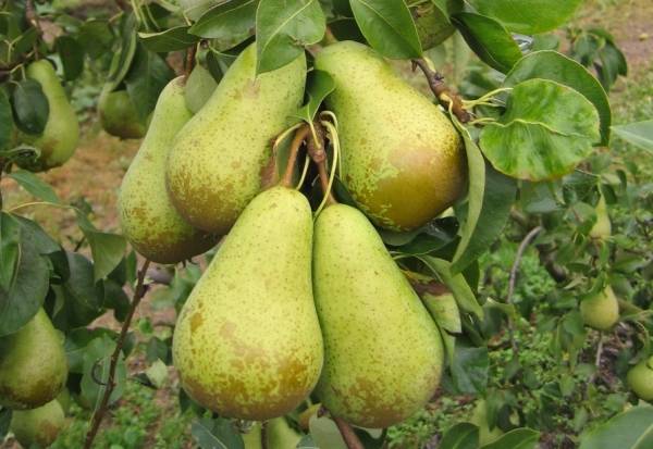 Pear Conference