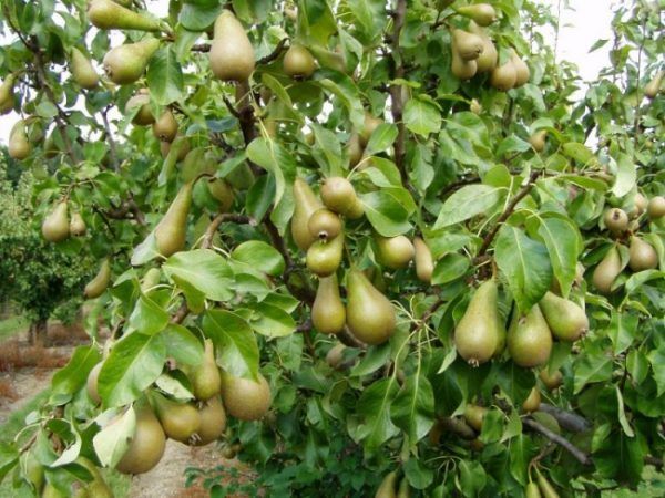 Pear Conference: selection, description and characteristics, pros and cons of the variety + subtleties of planting and growing crops