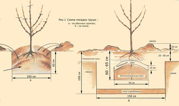 Pear Conference: selection, description and characteristics, pros and cons of the variety + subtleties of planting and growing crops