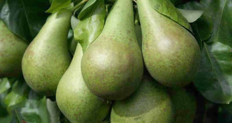 Pear Conference: selection, description and characteristics, pros and cons of the variety + subtleties of planting and growing crops