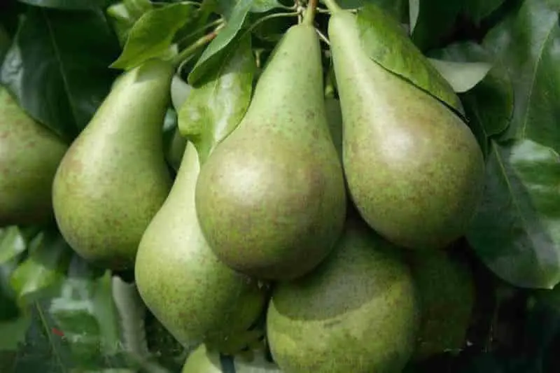 Pear Conference: selection, description and characteristics, pros and cons of the variety + subtleties of planting and growing crops