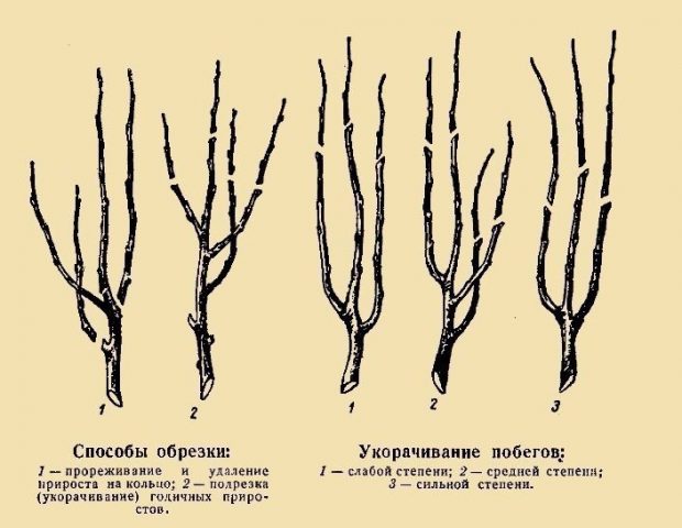 Pear Decora columnar