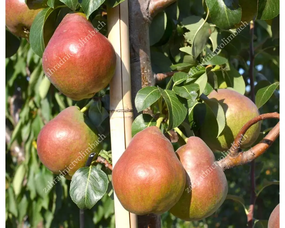 Pear Decora columnar