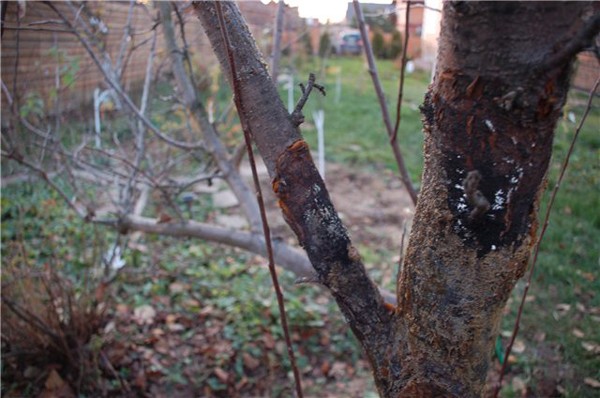 Pear diseases and pests: tree treatment, treatment and prevention