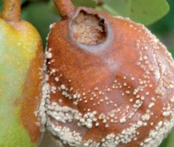 Pear diseases and pests: tree treatment, treatment and prevention