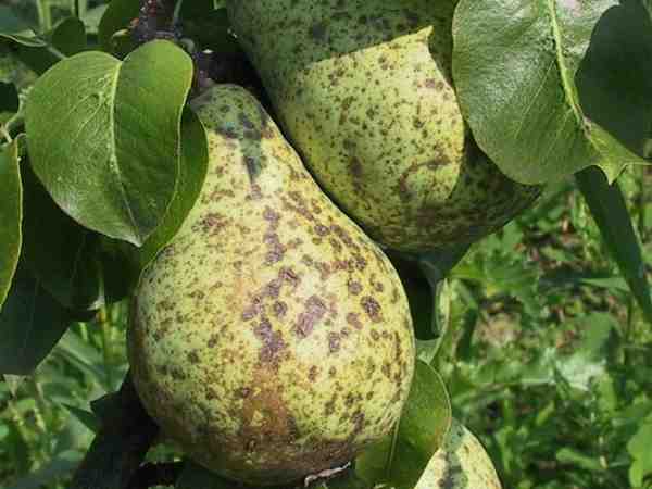 Pear diseases and pests: tree treatment, treatment and prevention