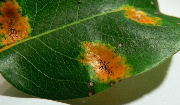 Pear diseases and pests: tree treatment, treatment and prevention