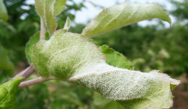 Pear diseases and pests: tree treatment, treatment and prevention