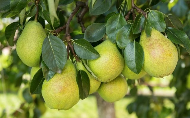 Pear does not bear fruit: what to do