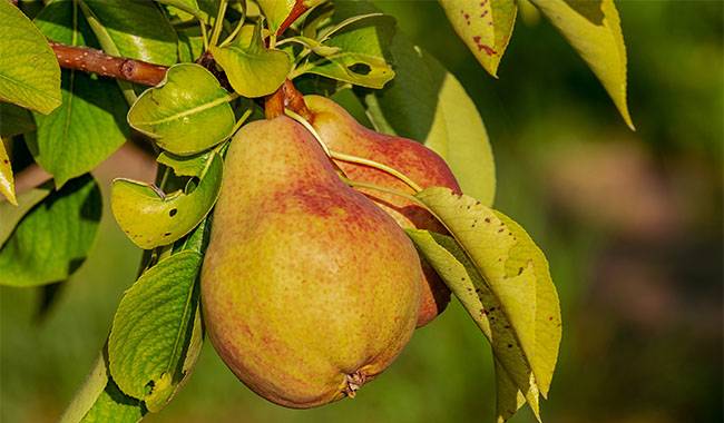 Pear does not bear fruit: what to do