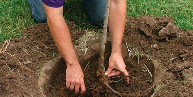 Pear Duchess: planting and care