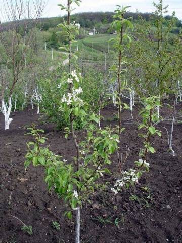 Pear Duchess: planting and care