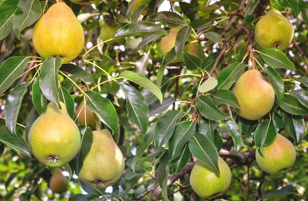 Pear Elena: description, photo, reviews