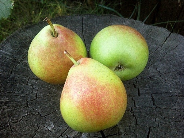 Pear Elena: description, photo, reviews