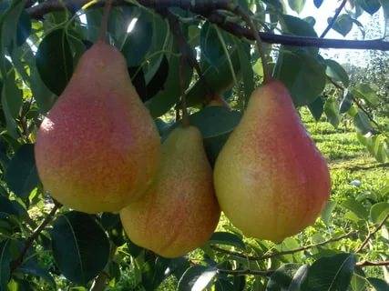 Pear Favorite Klappa: description, photo, reviews