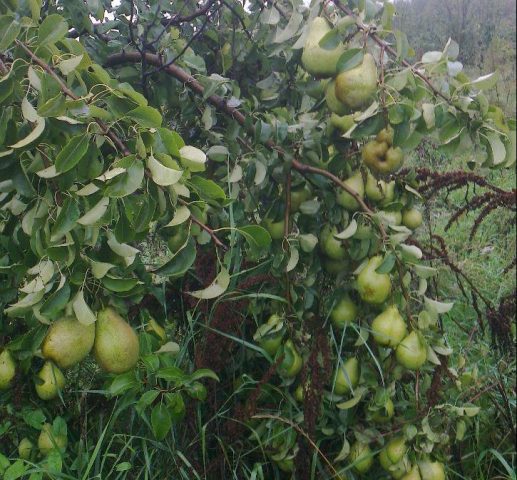 Pear Feeria: variety description, photos, reviews, pollinators