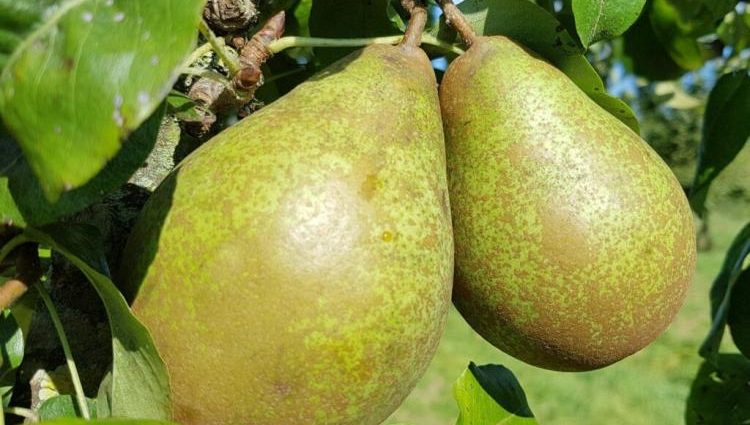 Pear Feeria: variety description, photos, reviews, pollinators