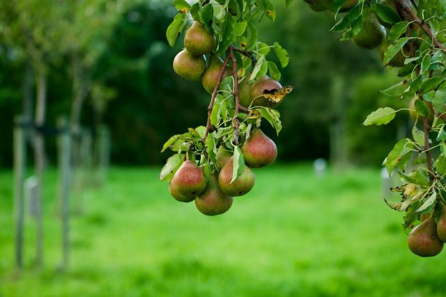 Pear for the Chernozem region: varieties, description, photo