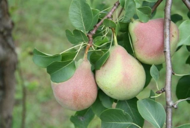 Pear for the Chernozem region: varieties, description, photo