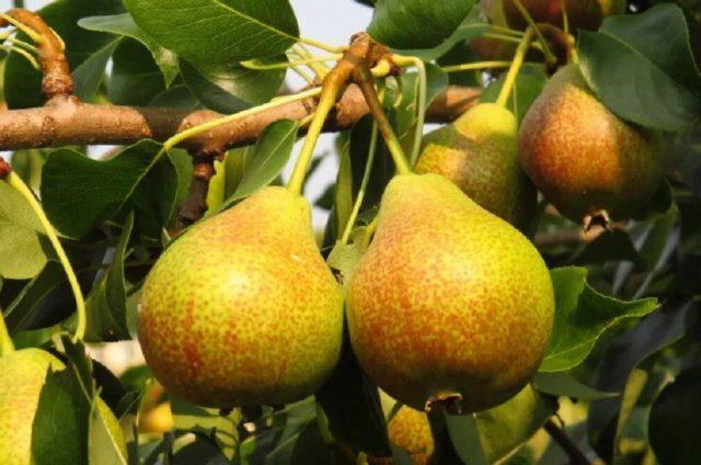 Pear for the Chernozem region: varieties, description, photo