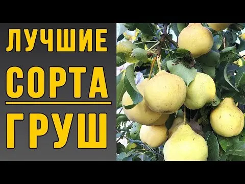 Pear for the Chernozem region: varieties, description, photo