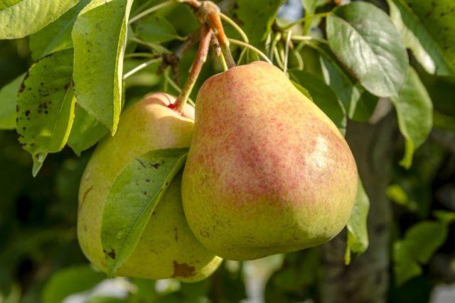 Pear for the Chernozem region: varieties, description, photo