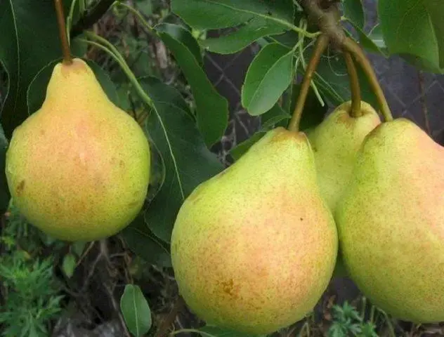 Pear for the Chernozem region: varieties, description, photo