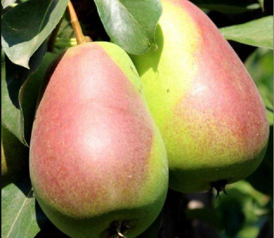 Pear for the Chernozem region: varieties, description, photo