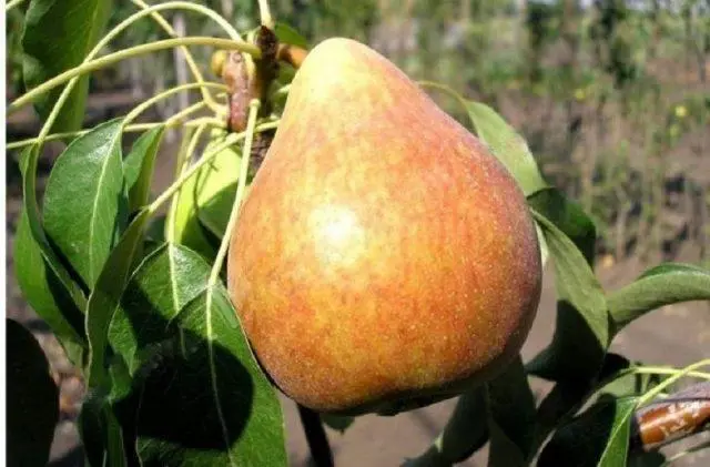 Pear for the Chernozem region: varieties, description, photo