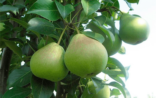 Pear for the Chernozem region: varieties, description, photo