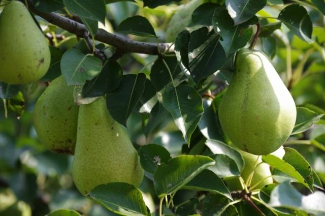 Pear Forest beauty