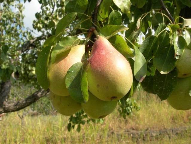 Pear Forest beauty