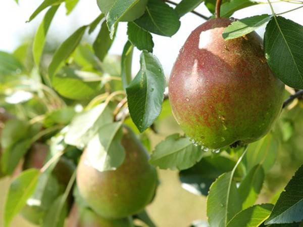 Pear Forest beauty