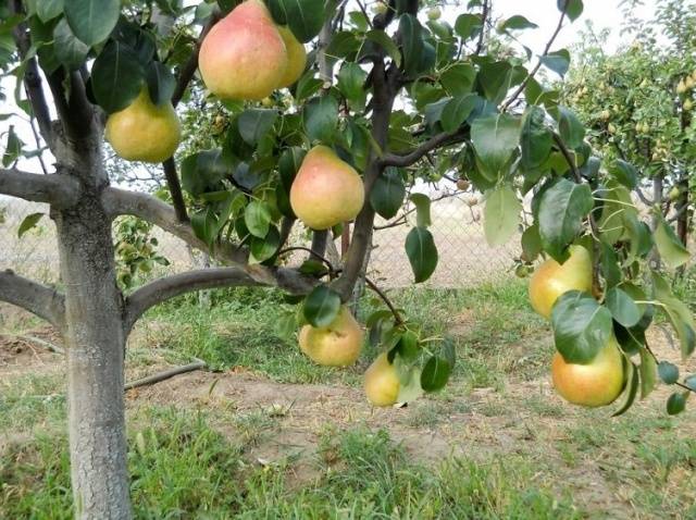 Pear Forest beauty