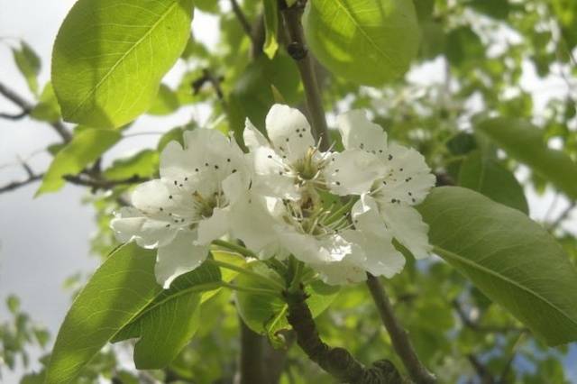 Pear Forest beauty