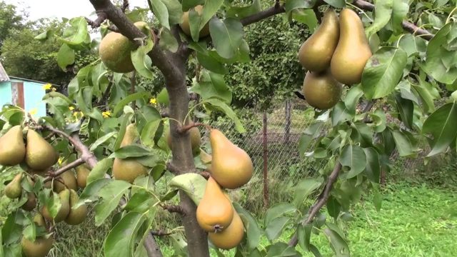 Pear fruits rot on a tree: what to do