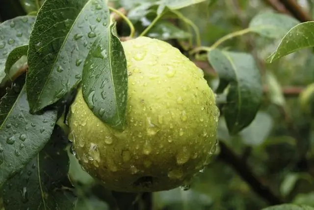 Pear fruits rot on a tree: what to do