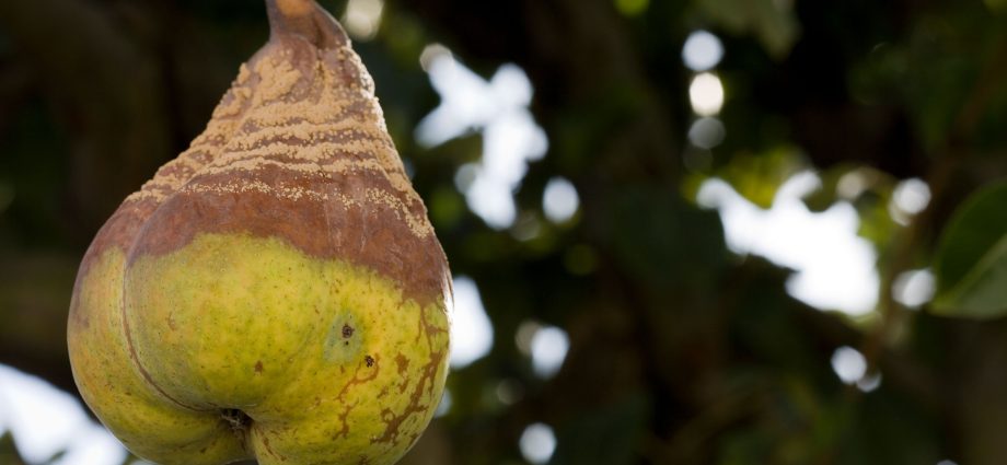 Pear fruits rot on a tree: what to do