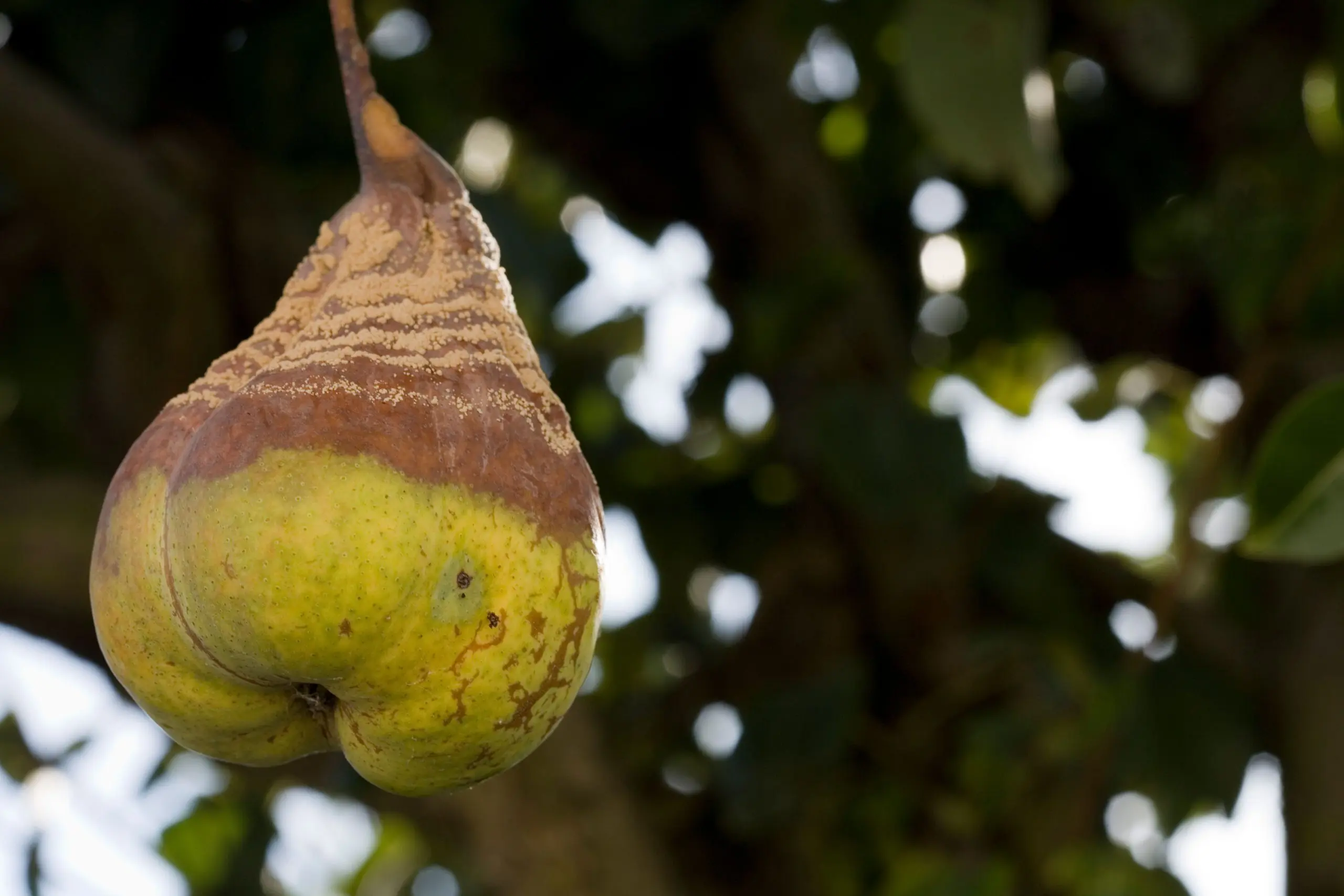 Pear fruits rot on a tree: what to do