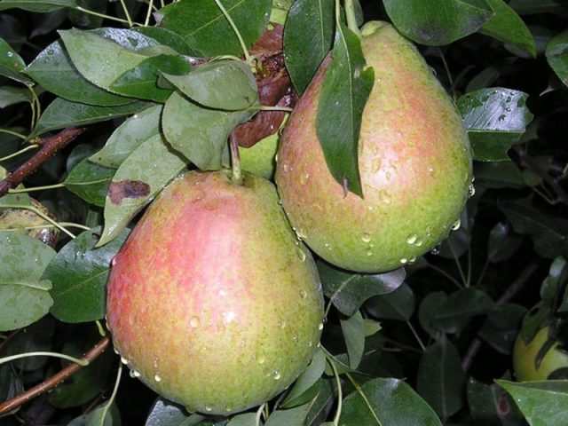 Pear Fun: description, photo