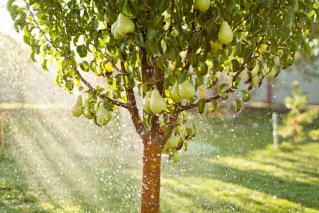 Pear Fun: description, photo